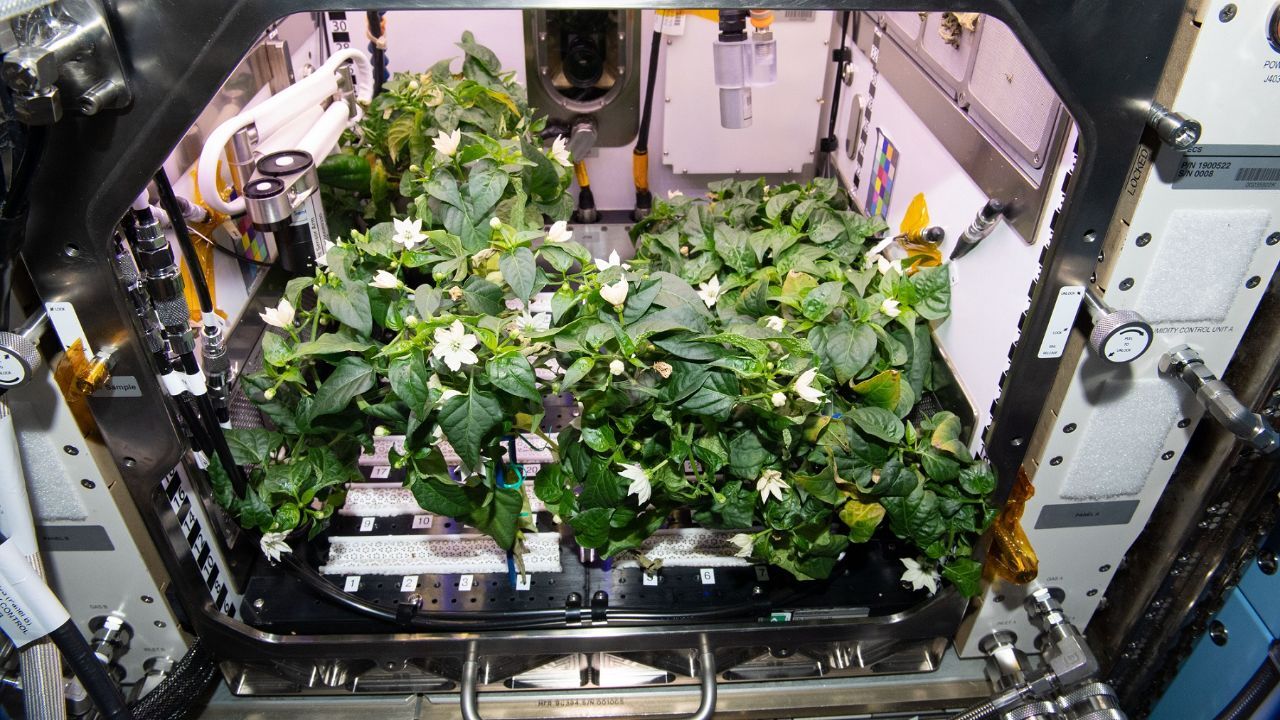 ناسا در فضا فلفل کاشت