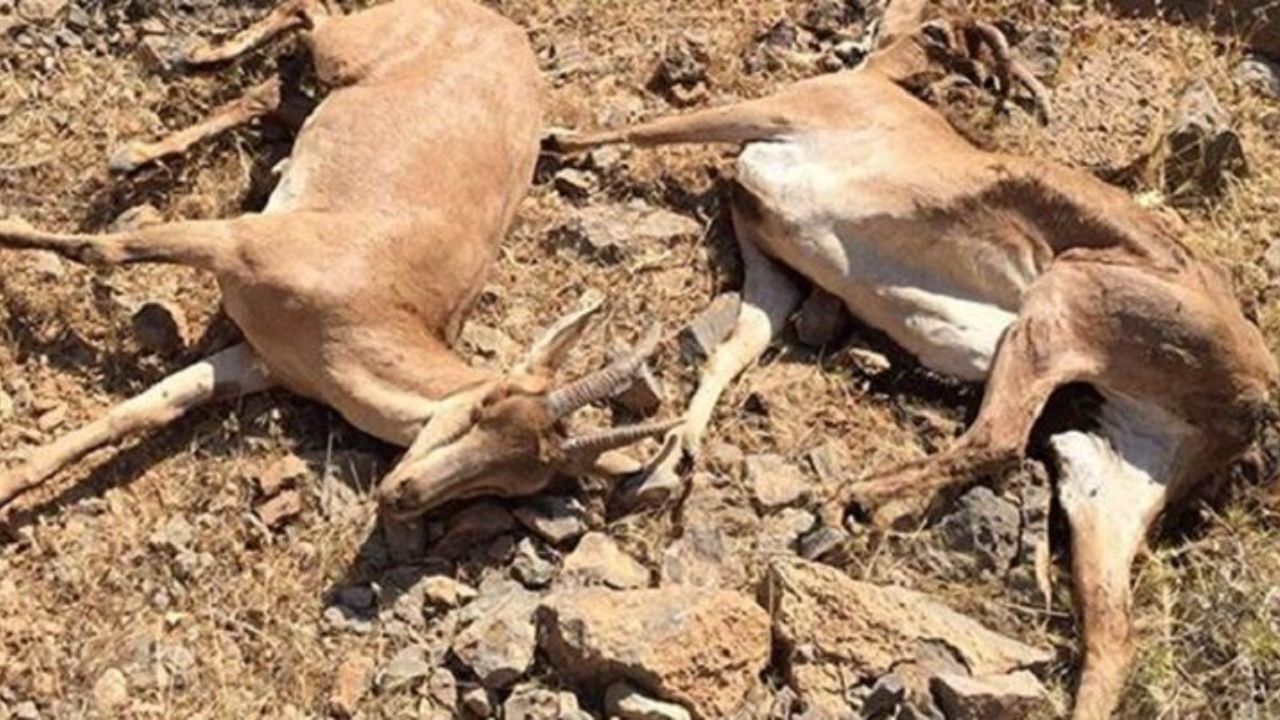 سرعت تلفات طاعون نشخوارکنندگان کوچک در البرز کاهش یافت