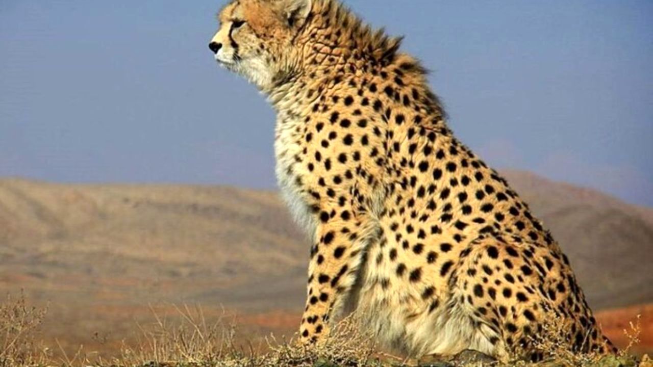 اولین ذخیره‌سازی ژن‌های یوزپلنگ در استان سمنان به دست متخصصان ایرانی