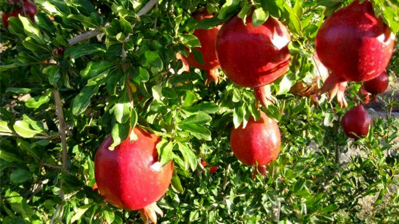 تولید محصولات باغی به 22 میلیون تن رسید