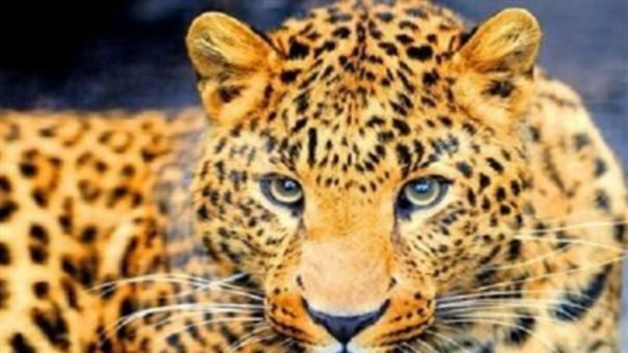 امکان لقاح مصنوعی پلنگ ایرانی وجود دارد؟