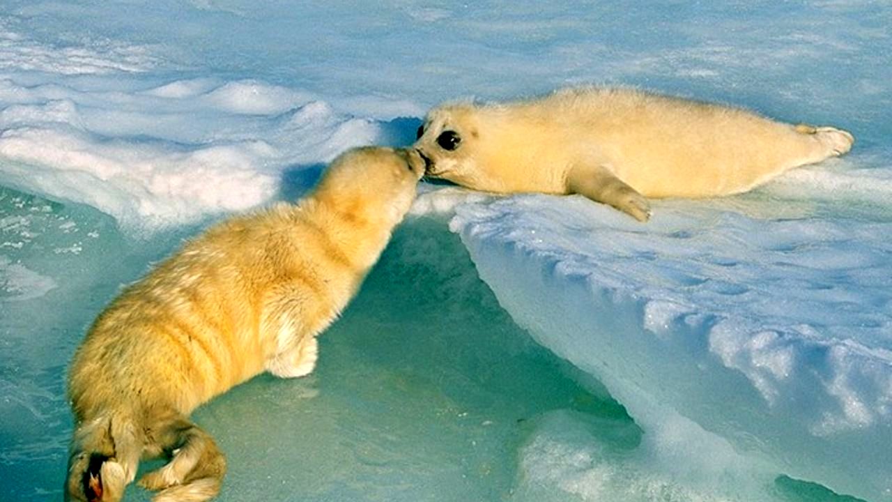 عکس روز اینستاگرام، بوسه آشنایی