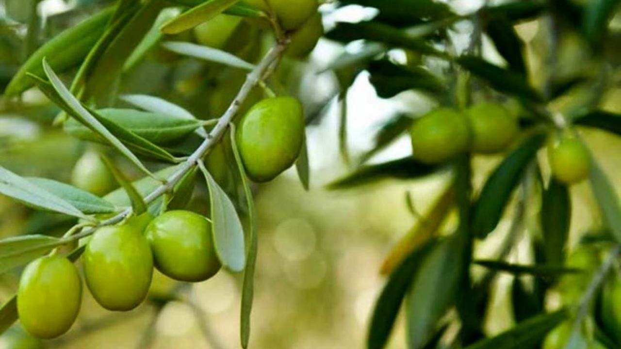 افزایش 30 درصدی تولید روغن زیتون در کشور