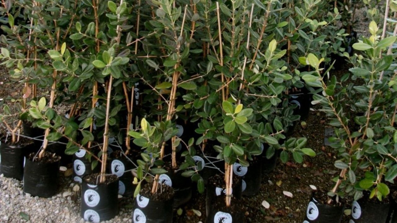باغداران فقط از مراکز مجوزدار نهال تهیه کنند