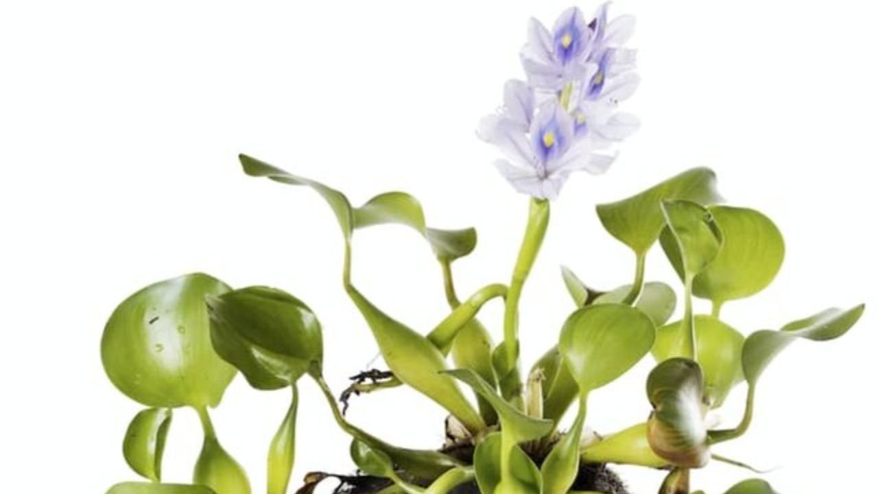 سنبل آبی نخرید، سرطان‌زاست