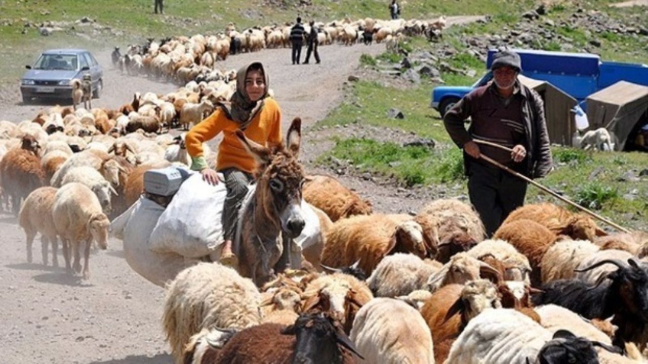 مشکلی در تامین گوشت برای شب عید نداریم/ عشایر 3.5 میلیون رأس از دام‌های کشور را تامین می‌کنند