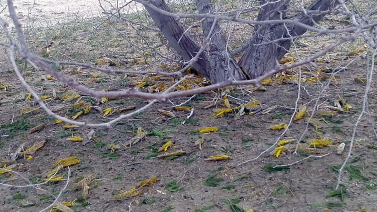سمپاشی حدود 400 هکتار از مراتع سیستان وبلوچستان علیه ملخ صحرایی
