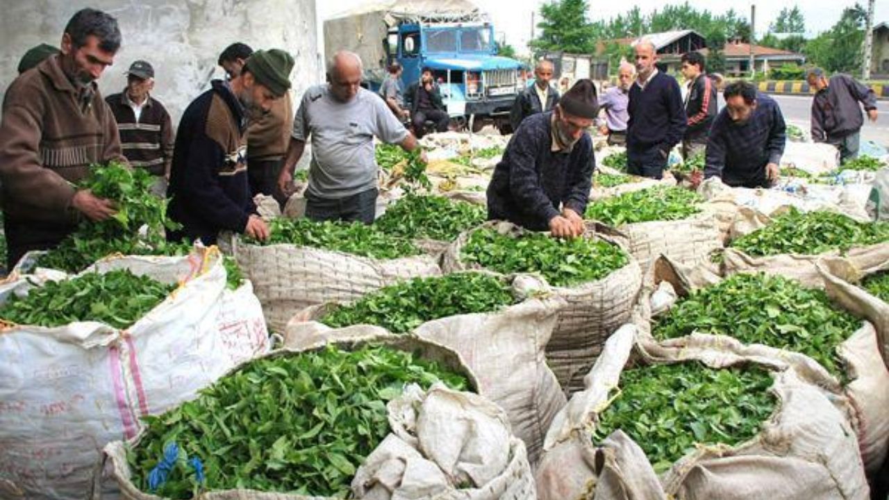 کمبودی در بازار چای نداریم