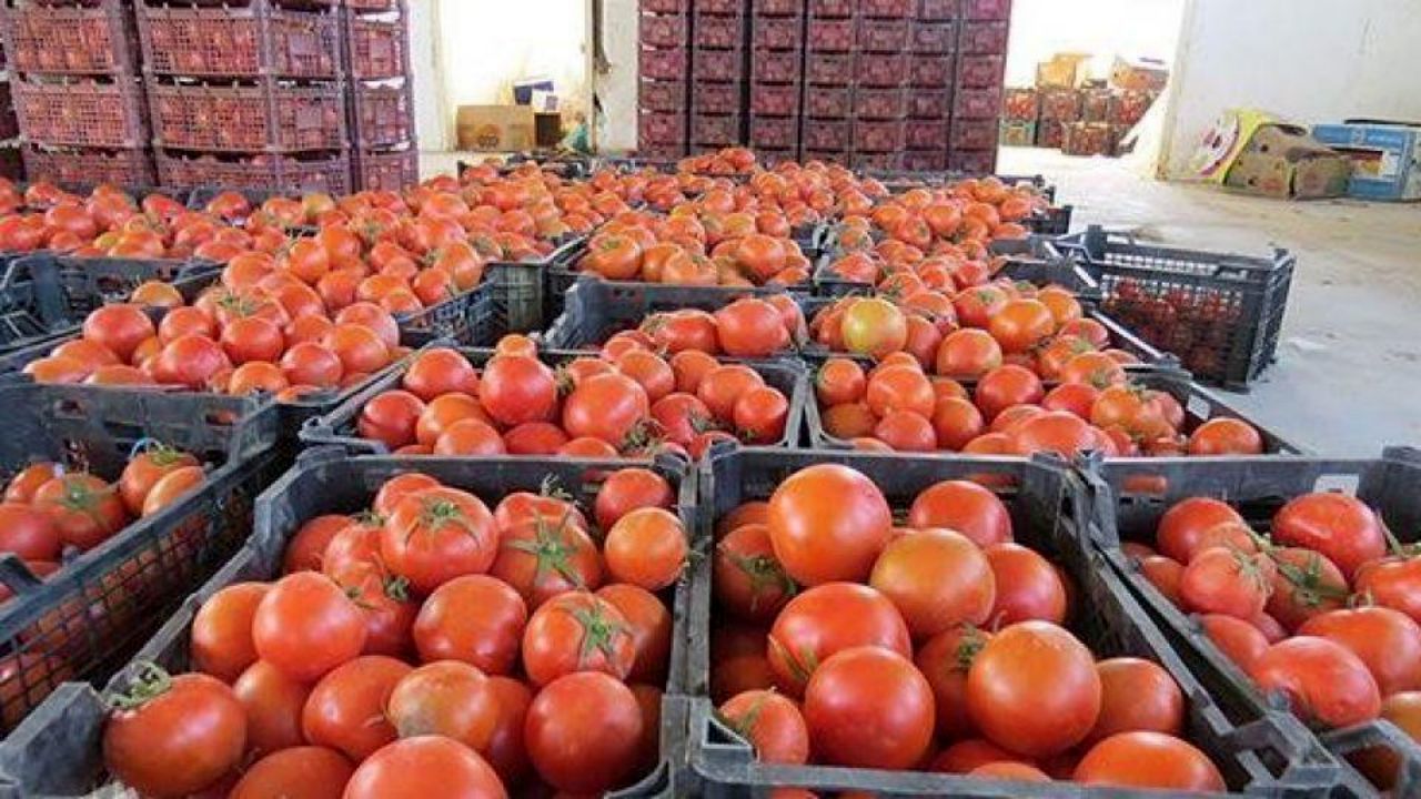 مجوز صادرات گوجه فرنگی صادر شد