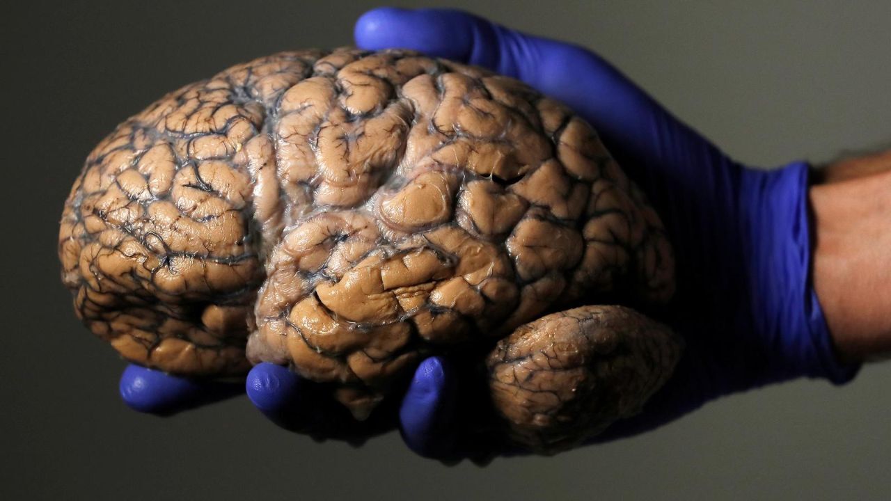 جوان کردن مغز ممکن شد