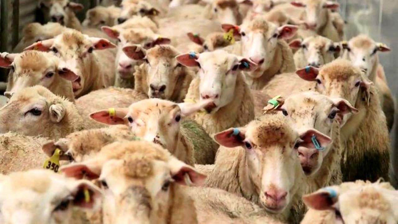 قیمت هرکیلوگرم دام زنده 10 هزارتومان کاهش یافت