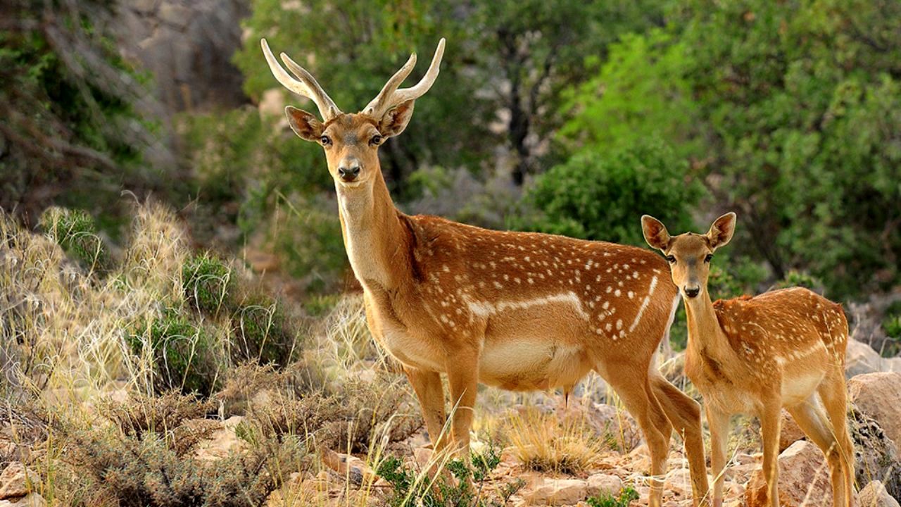 سرنوشت نامعلوم گوزن زرد ایرانی پس از سیل