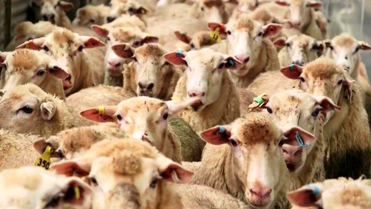تعداد دام سبک کشور در اسفند 1397 به 6 . 66 میلیون رأس رسید