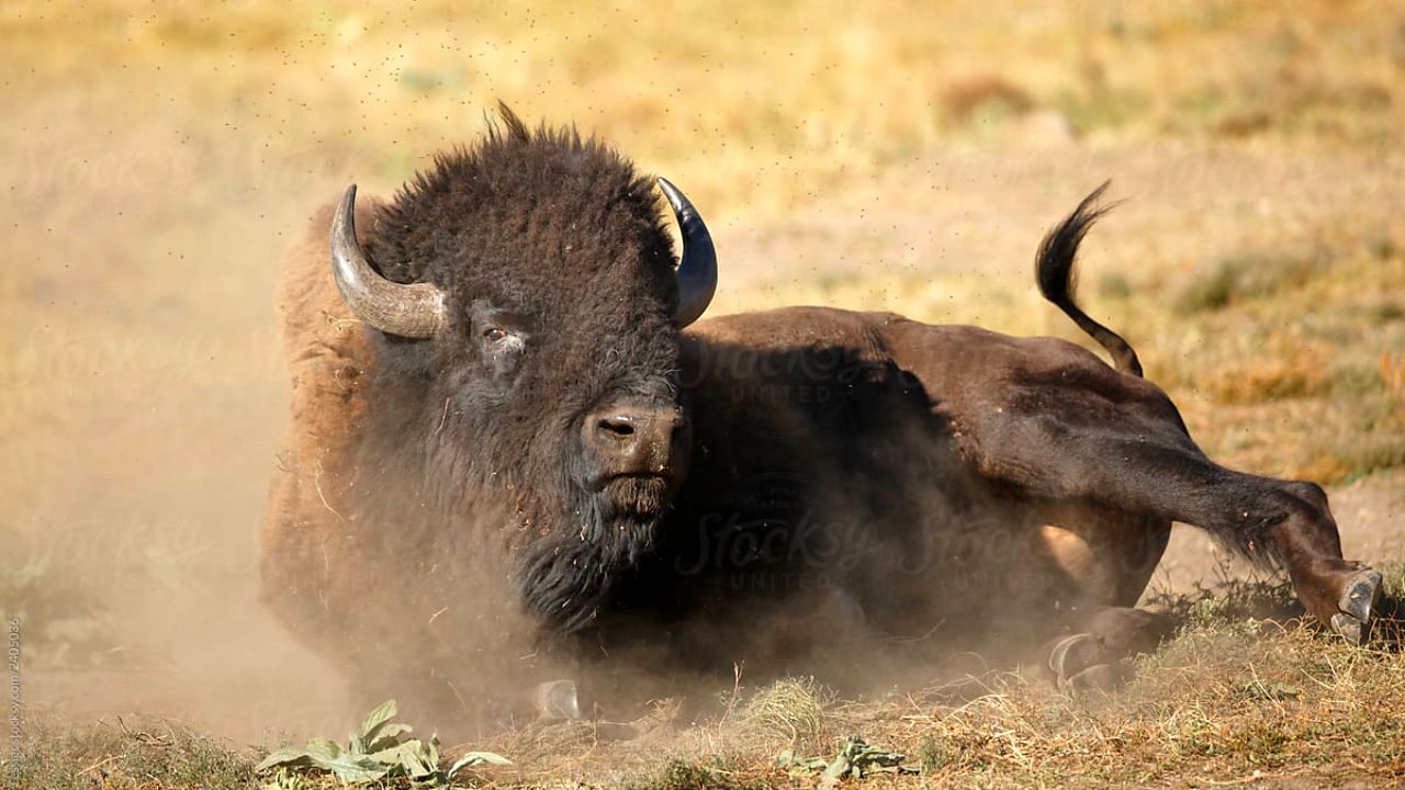 حمل بوفالو با خودروی شخصی + ویدئو