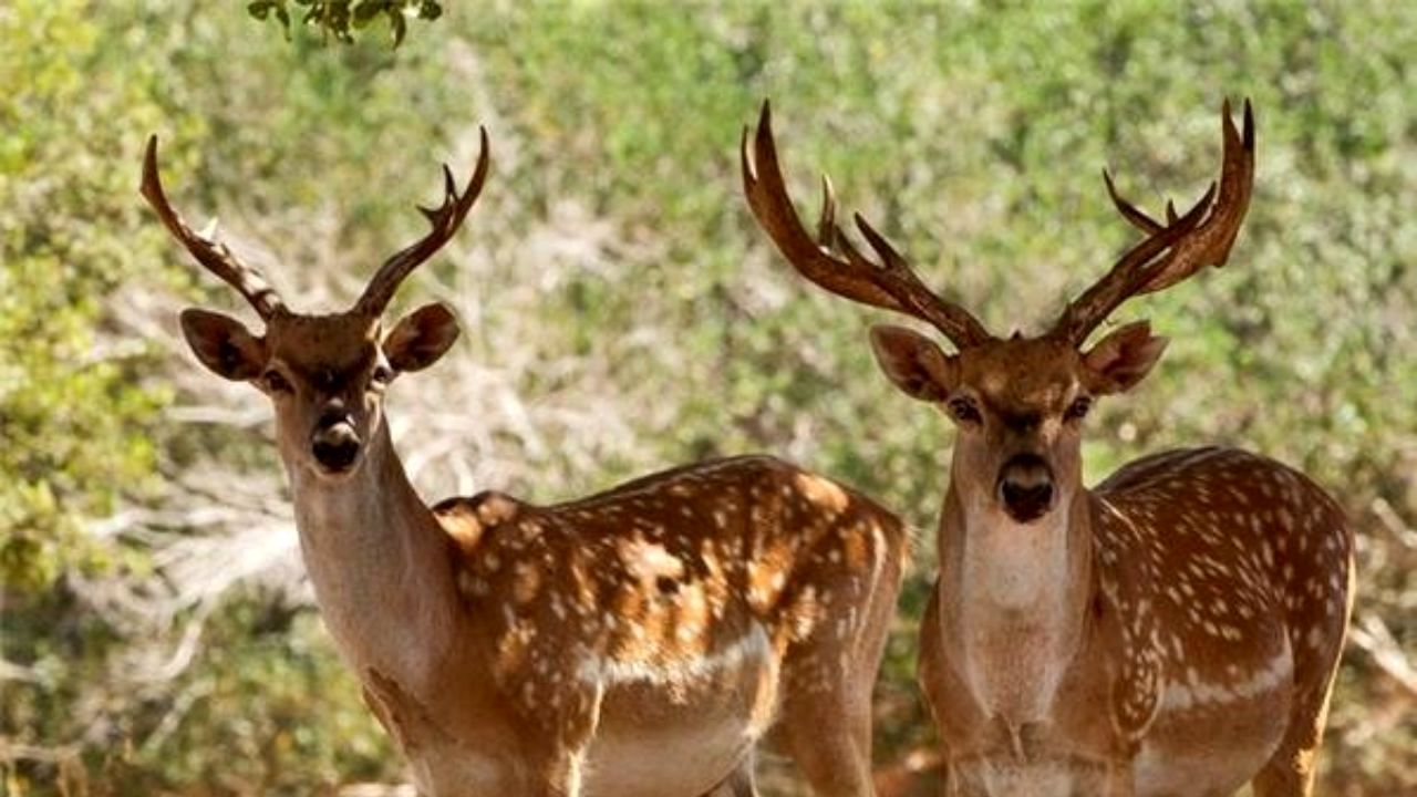 آخرین اخبار راجع به گوزن‌های زرد ایرانی گم شده در خوزستان