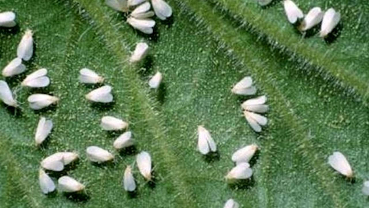 مبارزه بیولوژیکی با سفیدبالک‌ها در پایتخت/ از سم‌های شیمیایی دیگر استفاده نمی‌شود