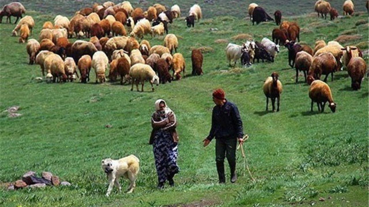 هر 1 نفر از جامعه عشایر گوشت قرمز 16 نفر را تأمین می‌کند