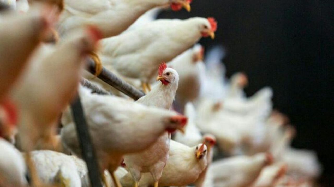5200 واحد مرغداری گوشتی از چرخه تولید خارج شد