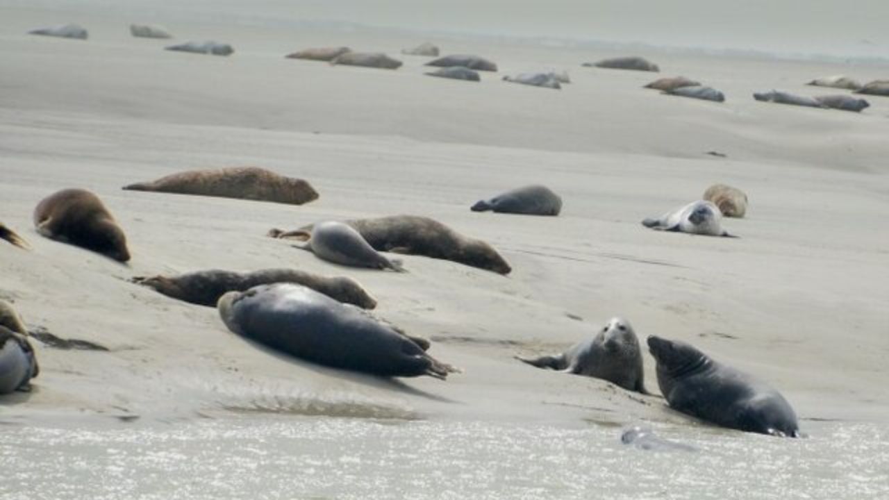 شعار سازمان ملل؛ جنسیت و اقیانوس‌ها