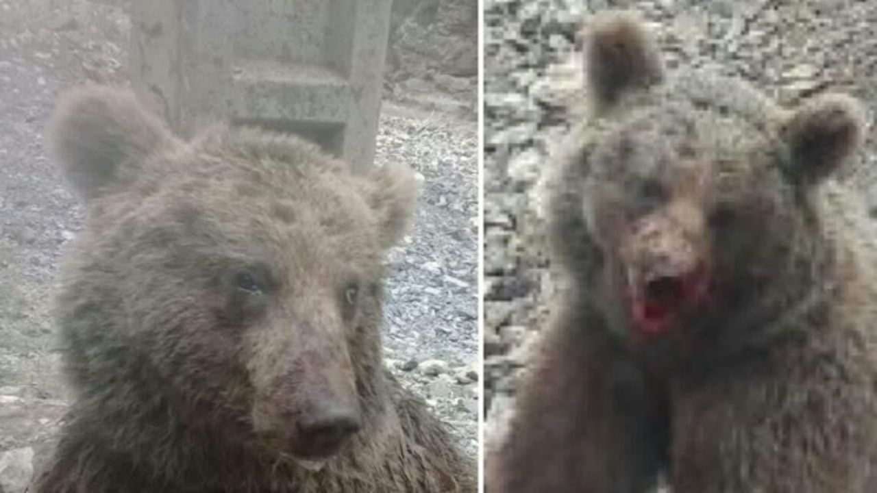 سلامت کامل روانی ضاربان توله خرس محرز شد