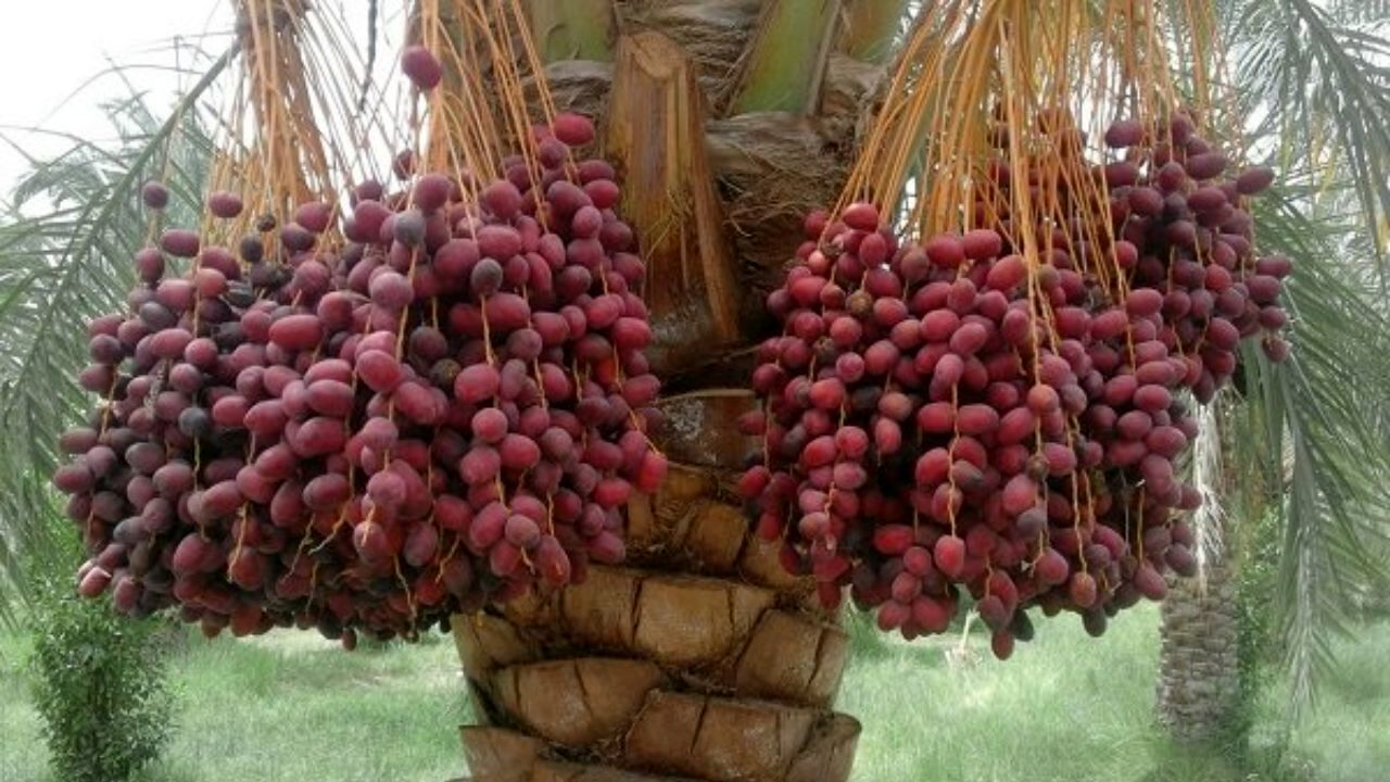 ریزش محصول در قطب تولید خرمای مضافتی/ برای جلوگیری از گرانی، دولت از حالا به فکر ذخیره سال آینده باشد/ ظرفیت صادرات 1 میلیارد دلاری خرما در صورت ثبات در تصمیمات