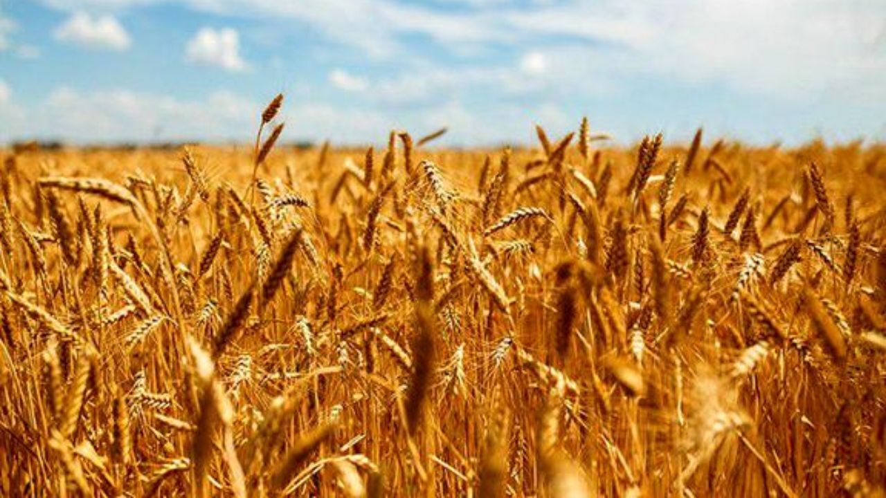 خرید تضمینی گندم به 3 میلیون تن رسید/ استمرار خودکفایی گندم برای چهارمین سال متوالی