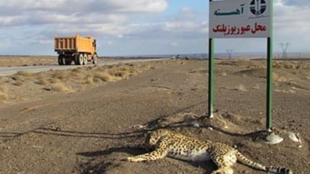 نصب چهار تابلو هشدار دهنده برای پیشگیری تصادفات جاده‌ای یوزپلنگ
