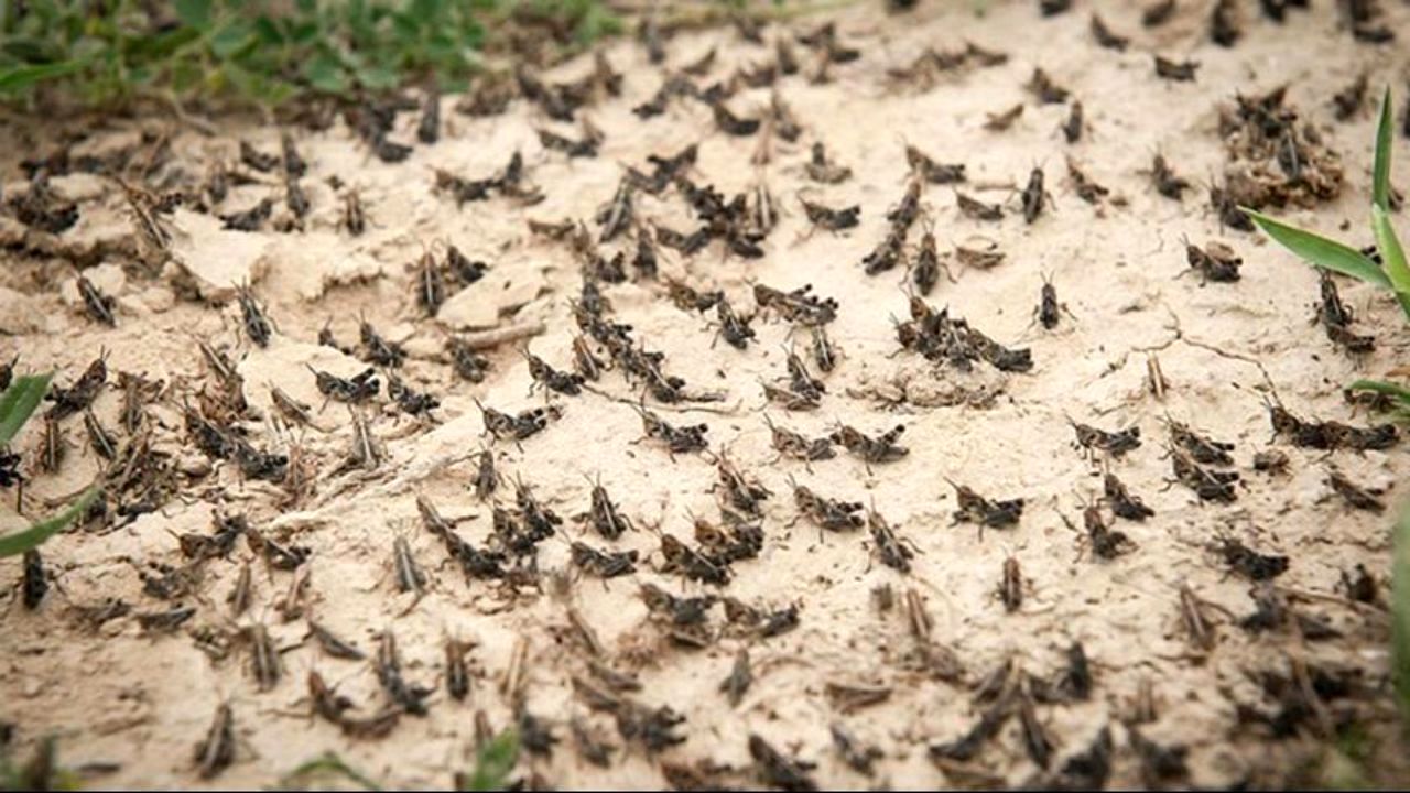 10 میلیارد تومان دیگر برای مبارزه با ملخ‌های صحرایی اختصاص یافت
