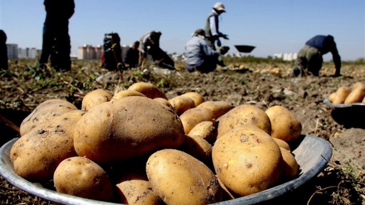 صادرات سیب‌زمینی مشمول پرداخت عوارض صادراتی شد