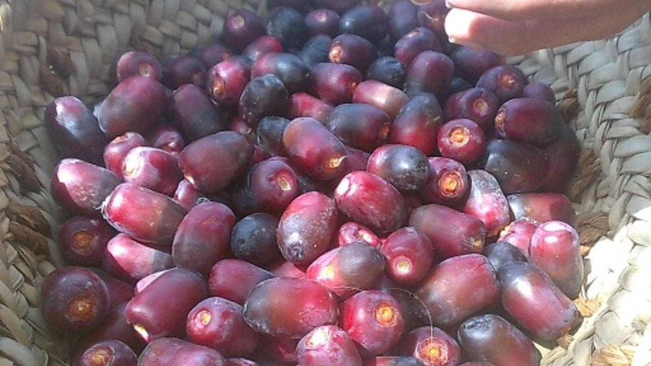 افزایش بیش از 1.5 تنی تولید خرما در قطب‌های تولید/ نیاز به تعریف بازارهای جدید صادراتی خرما داریم