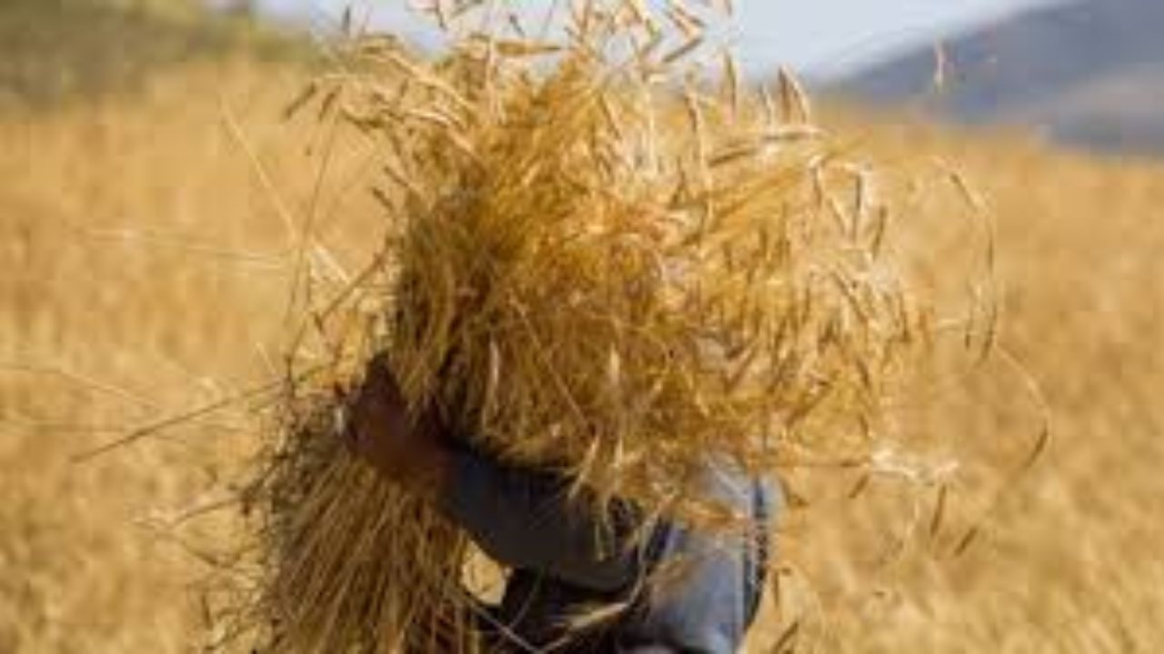 قاچاق گندم با حجم بالا ممکن نیست