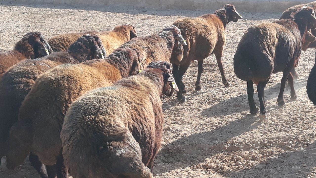 اجرای طرح عرضه بهداشتی دام در روز عرفه و عید قربان