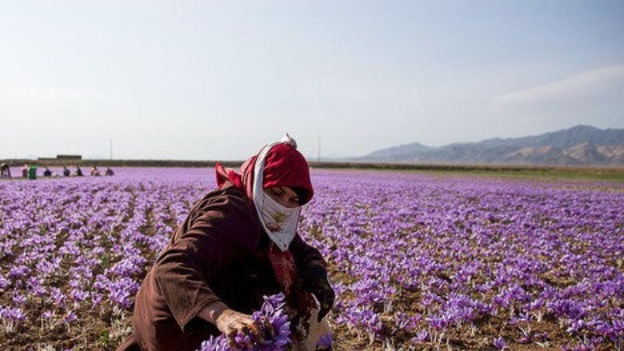 برای اولین‌بار در کشور، زعفران و زیره در بورس معامله شد