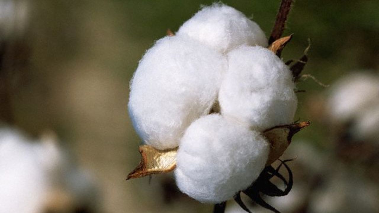 ظرفیت تولید 15 هزار تن روغن از تخم پنبه در کشور فراهم شد