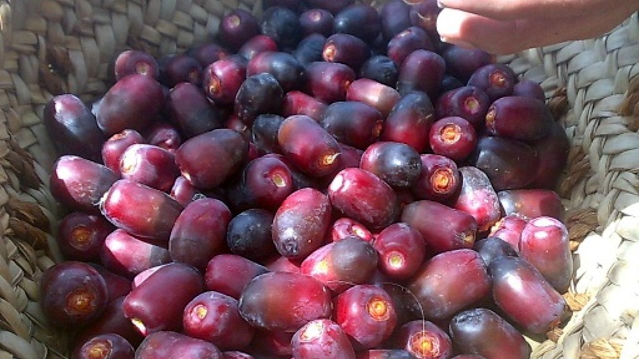 کشت خرما نیازمند الگوی واقعی کشت/ قیمت خرما تا محرم ارزان می‌شود