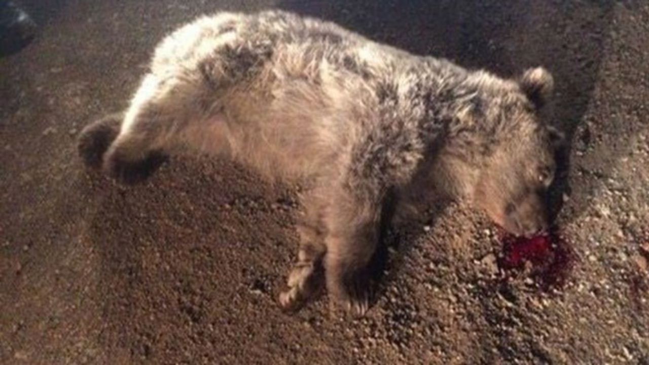پشت‌پرده کشتار خرس‌های قهوه‌ای در گلستان چیست؟/ زور محیط‌بانان به شکارچیان نمی‌رسد