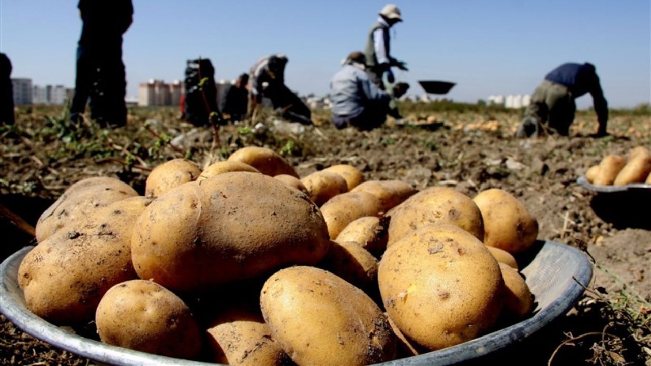 ممنوعیت صادرات سیب‌زمینی به عراق لغو شد