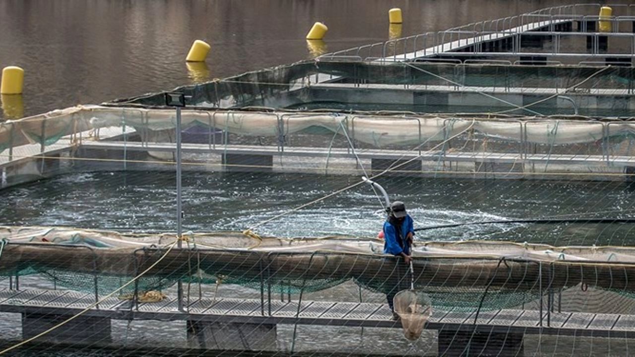 60 هزار تن ماهی به علت سودجویی واردکنندگان از بین رفت/ قاچاق ماهی تخم چشم زده از ترکیه، عراق و ارمنستان