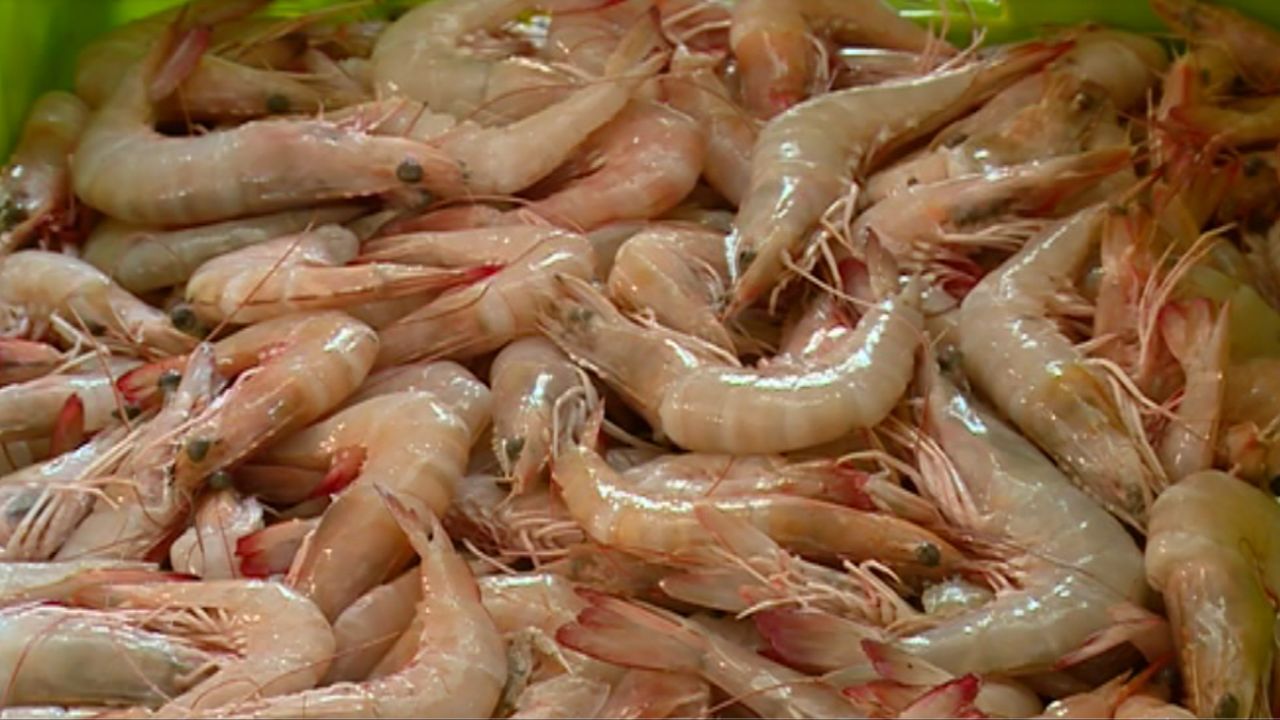 سال آینده به مزارع میگو بدون بیمه اجازه فعالیت داده نمی‌شود