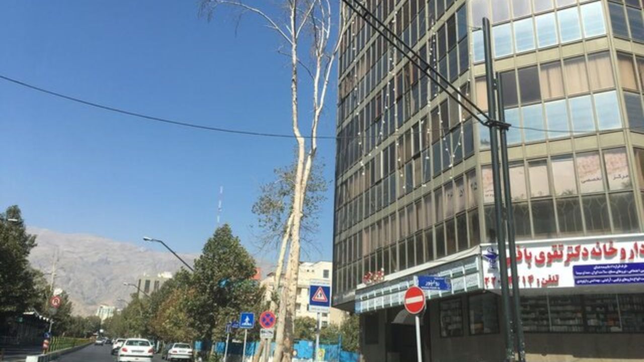محیط زیست به موضوع خشک شدن چنارهای خیابان ولیعصر ورود کرد