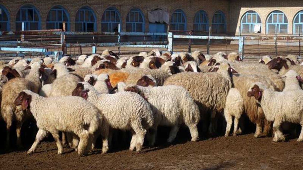 کاهش 19 هزارتومانی قیمت دام زنده/ دولت اقدام به خرید توافقی کند