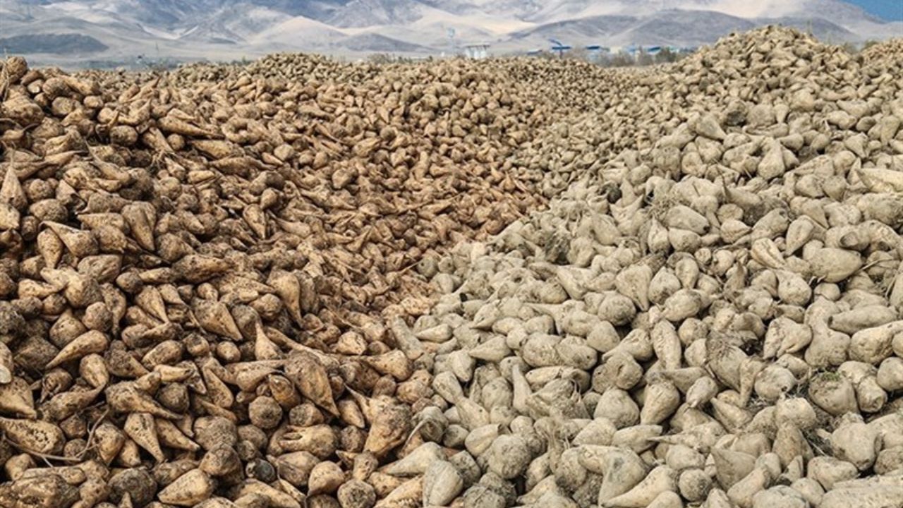 احتمال تغییر نرخ‌های خرید تضمینی/کاهش 2 میلیون تنی تولید چغندرقند