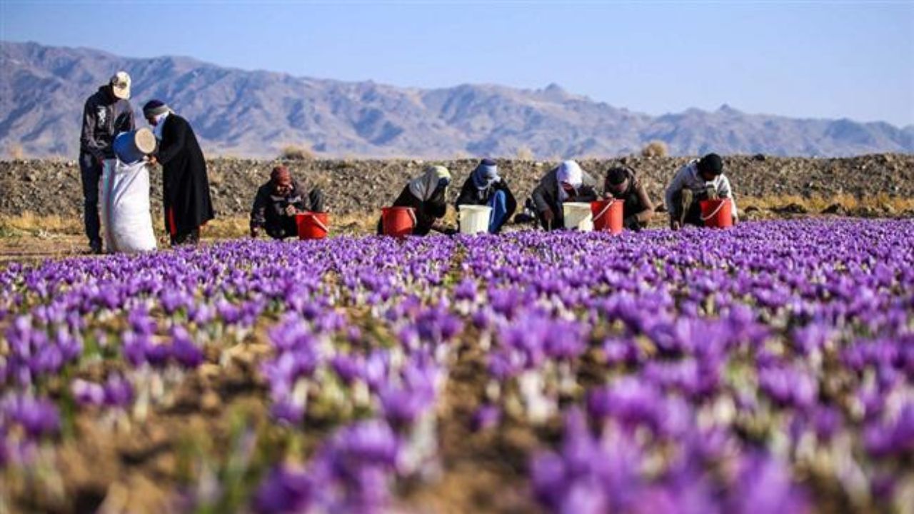 محدودیت‌های کشت زعفران در مازندران برداشته شد