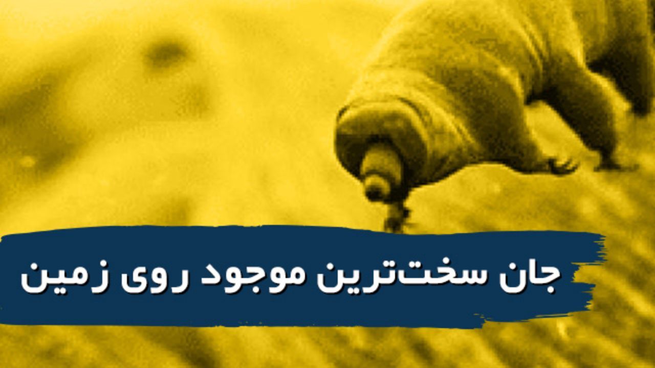 با جان‌سخت‌ترین موجود زمینی آشنا شوید + ویدئو