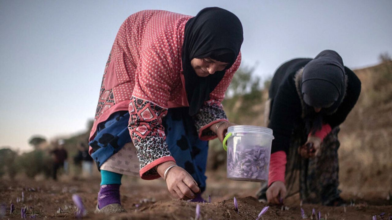 مرحله اول مطالبات زعفران کاران پرداخت شد