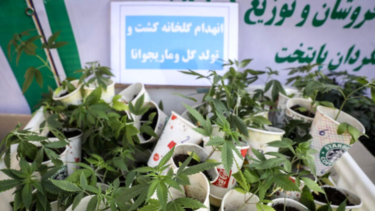 مجازات افرادی که «گل» می‌کارند چیست؟
