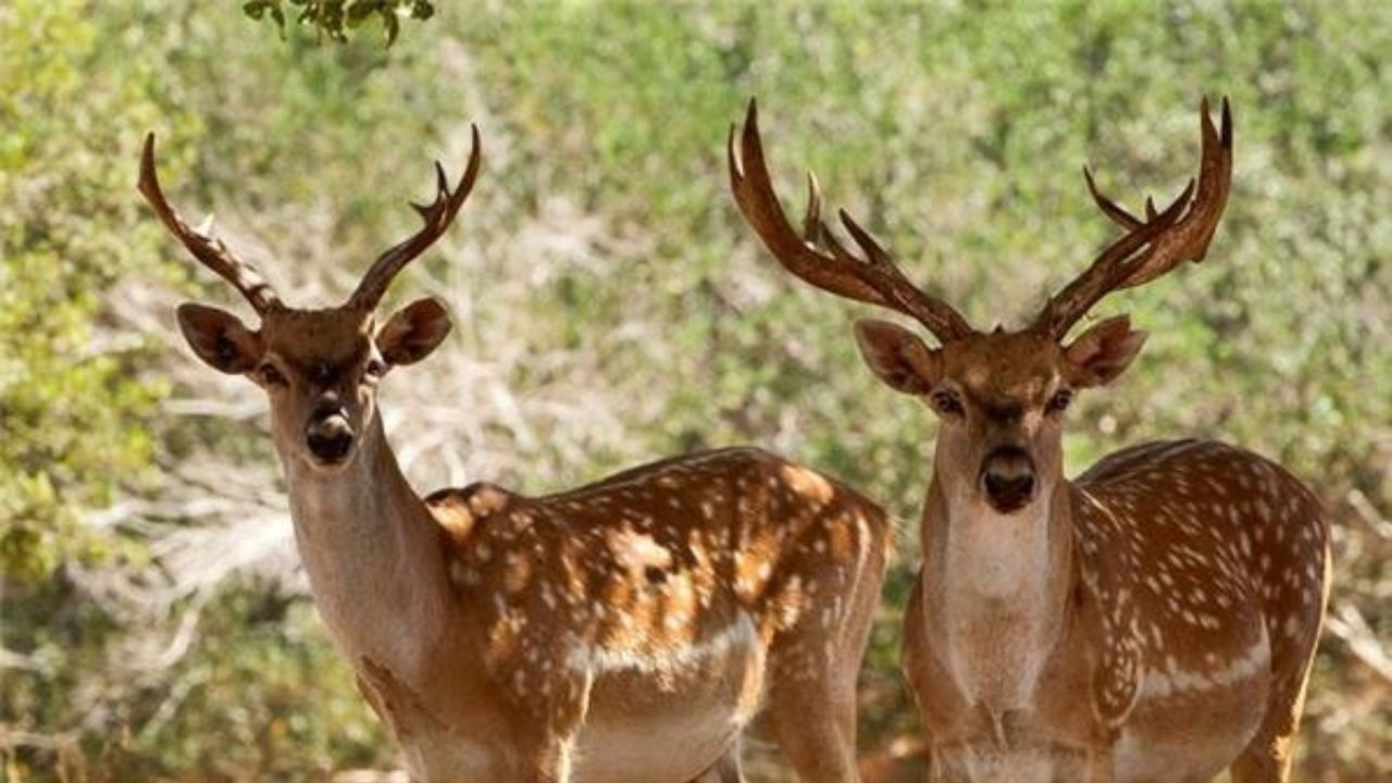 آخرین وضعیت گوزن‌های زرد گم‌شده در سیل خوزستان