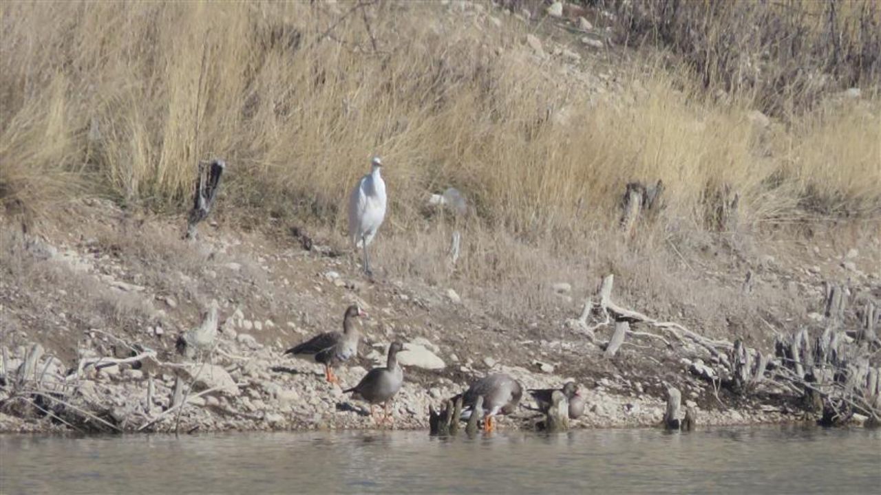 مشاهده دو جفت غاز پیشانی سفید بزرگ در زیستگاه‌های شرق استان تهران