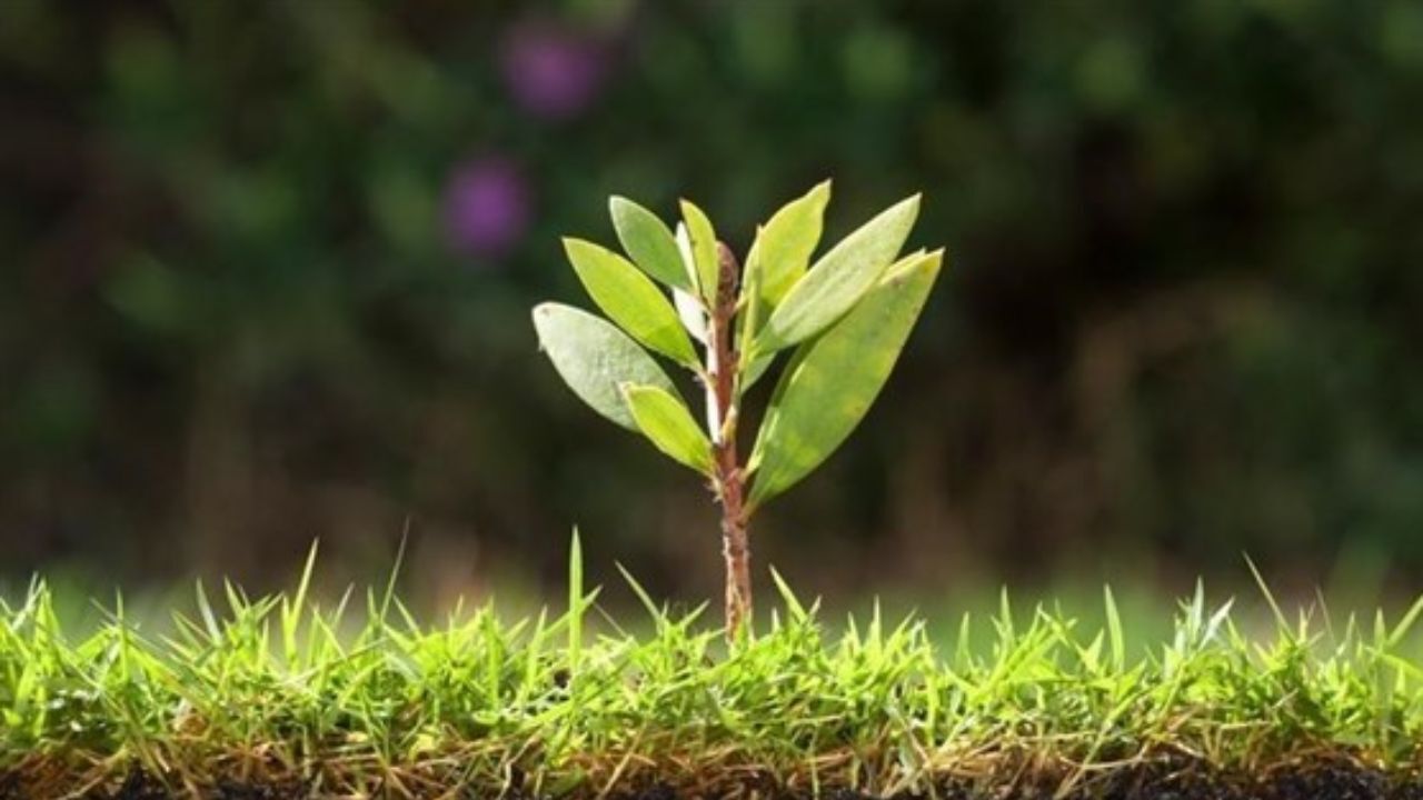 مستند ناجی بیماران قلبی ساخته شد/ تولیدی بومی که با نمونه‌های خارجی رقابت می‌کند
