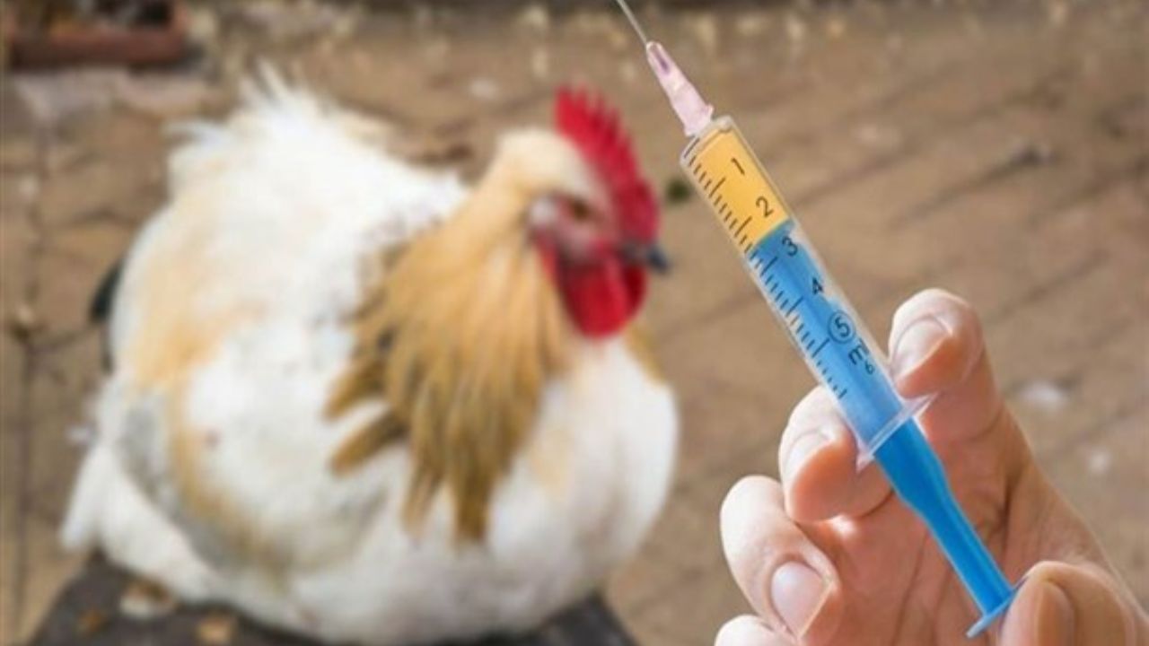 29 میلیون قطعه طیور علیه نیوکاسل واکسینه شدند